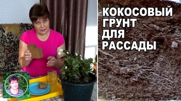 Кокосовый субстрат для рассады - плюсы и минусы применения в почвенных смесях