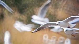 Видео снято с помощью фототелескопа Levenhuk Kelvin MAK