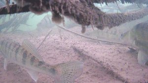 ТУТ СУДАКА МОРЕ ОПУСТИЛ КАМЕРУ И АХНУЛ РЫБАЛКА ЗИМОЙ