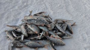 ПЕРВАЯ РЫБАЛКА В ЭТОМ СЕЗОНЕ, КЛЮЕТ ТОЛЬКО У ЖЕНЫ. (1)