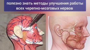 Зажим лицевого нерва ухудшает работу мозга, снижает зрение и слух. Методы декомпрессии