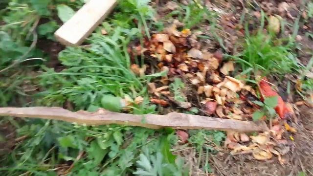 Собака отравилась