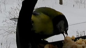 Синица лижет куру