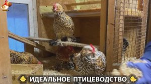 Идеальное птицеводство достойно восхищения 🐓🦆🦢🦚🦃🐔 эпизод (458)