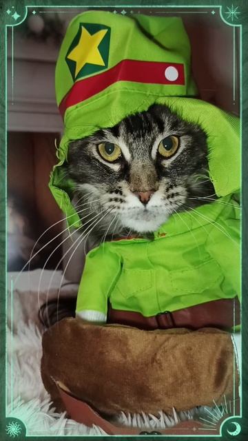 Маскарад🔥🐾🔥питомник Кун прайд 🐈⬛🐾❤️🔥