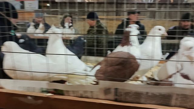 07.02.26. Сборная ярмарка голубей. Бронницы.ч.1 смотреть онлайн