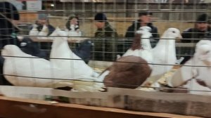 07.02.26. Сборная ярмарка голубей. Бронницы.ч.1