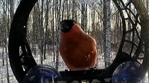 Роскошные грудки