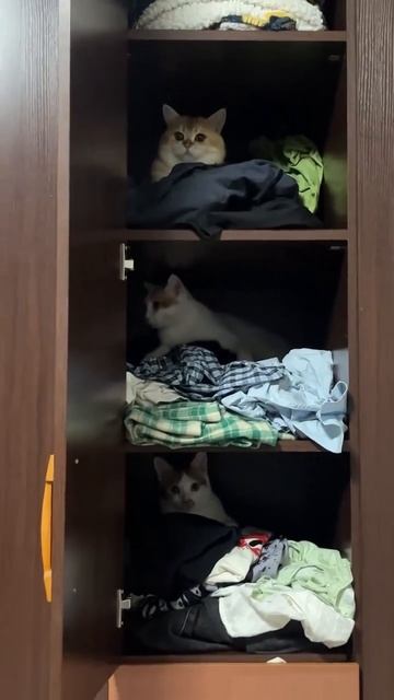 Шкафная жизнь. смотреть онлайн