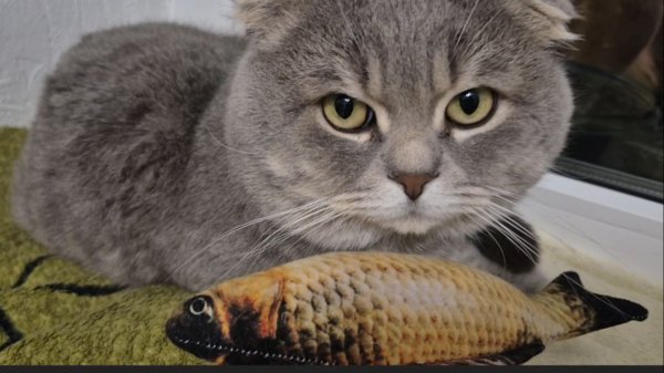 НОВОЕ ЗНАКОМСТВО...ПРОСНУЛАСЬ РЕВНОСТЬ 🤣