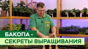 Выращиваем бакопу