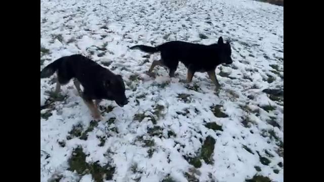 Детский садик для собак. Передержка.