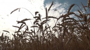 АПК Новосибирской области: итоги-2025 и планы на 2026 год