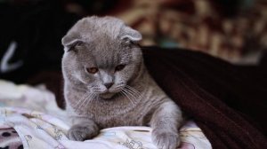 миленькие котики. 🐈