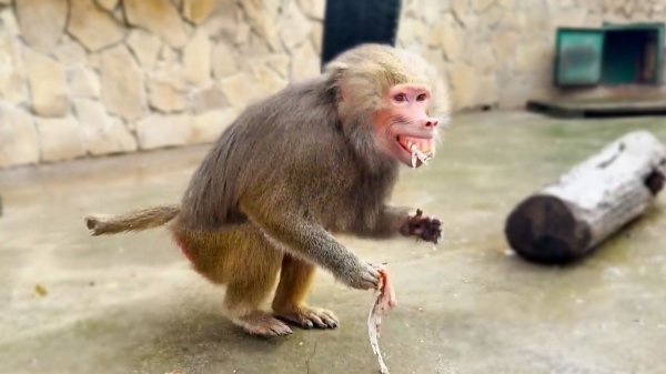 Елисей ТАК СМЕШНО ТРЕБУЕТ угощения! Лида не ворона, а мясо ПРОВОРОНИЛА! Гамадрильи порядки суровые!