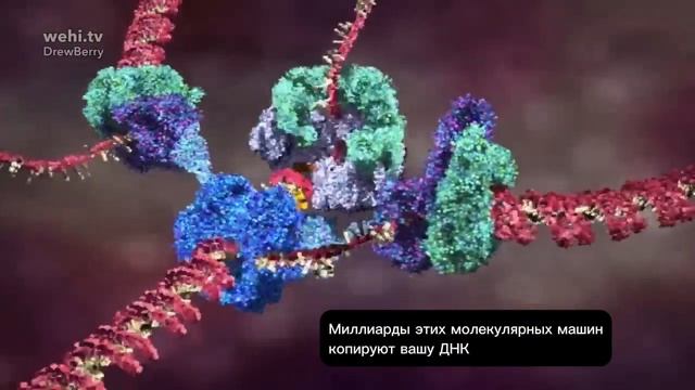 Репликация ДНК