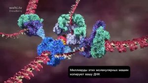Репликация ДНК