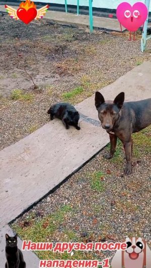 Животные приколы и не только😅