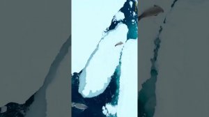 Касатки на тюленя