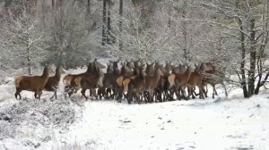 Снежная нежность