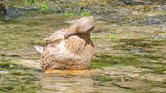 Утка умывается. смотреть онлайн