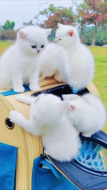 Смешные коты #110-6