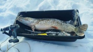 Рыбалка на жерлицы...Был пойман ТРОФЕЙ