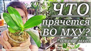 КАК Вырастают Орхидеи За ПОЛТОРА ГОДА? Зачем ПРЯТАТЬ Корни? Пересадка Орхидей из мха В МОХ!