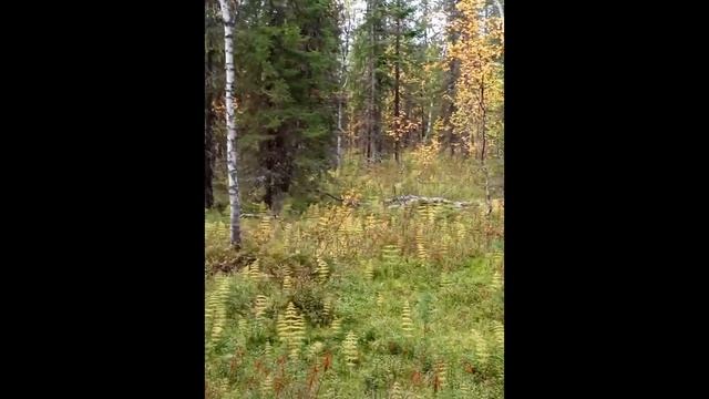 Слизевик (миксомицет, гриб собачьей рвоты) Slime mold (myxomycete, dog vomit fungus) смотреть онлайн