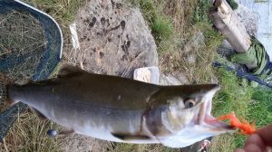 Горбуша на Кольском