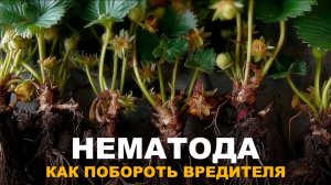 ТАЙНЫЙ ЖИТЕЛЬ ПОЧВЫ НЕМАТОДА — СЕРЬЁЗНАЯ УГРОЗА ОГОРОДУ. Как бороться с опасным вредителем.