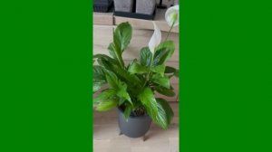 Растения для фито модуля. Видео от покупателя.