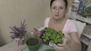 Февраль 2026 года. Сумки на огород. Петунии в кашпо. Брюки превращаются.