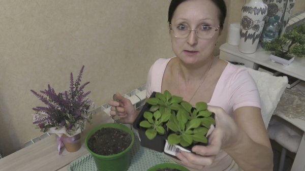 Февраль 2026 года. Сумки на огород. Петунии в кашпо. Брюки превращаются.