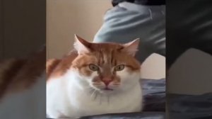 Не можешь победить - возглавь