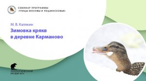 М.В. Калякин. Зимовка крякв в деревне Карманово