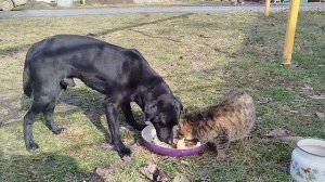 Один день из жизни кошек.