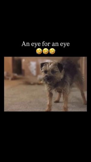 плохая собака🤣🤣🤣