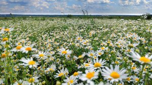 РОМАШКОВОЕ ПОЛЕ