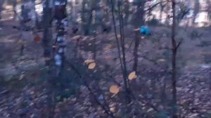 выживание в лесу ЧАСТЬ 38