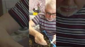 Обзор посадки перцев (пикеровка).