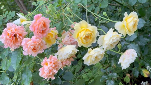 Август в Саду Вечер 2 августа 2025 часть 3