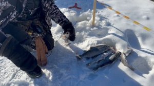 Китай подлавливает