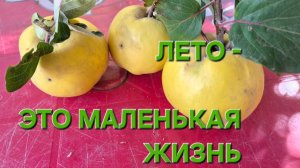 Немного лета в зимний день.