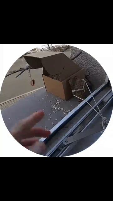 Кормушка для пернатых руками мастера украшений. И гости! #птицы #птица #кормушка #природа #красиво # Кормушка для пернатых руками мастера украшений. И гости! #птицы #птица #кормушка #природа #красиво #