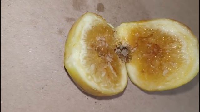 Инжир Апшеронский желтый в феврале на подоконнике  Ростов-на-Дону