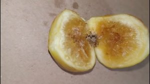 Инжир Апшеронский желтый в феврале на подоконнике  Ростов-на-Дону