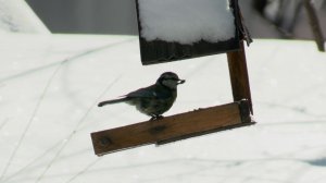 СКВОЗЬ СУГРОБЫ НА РАБОТУ