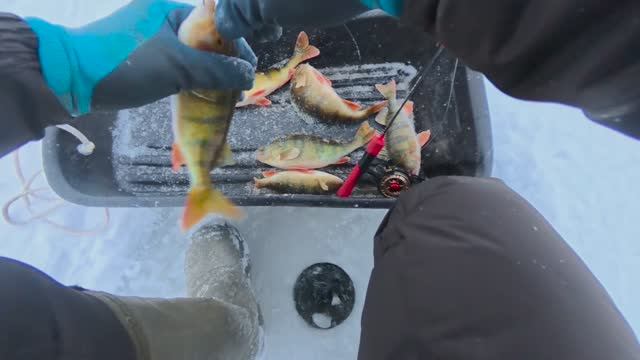 ПОЛОСАТЫЕ КАЖДЫЙ ДЕНЬ! смотреть онлайн