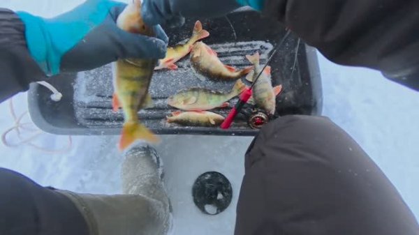 ПОЛОСАТЫЕ КАЖДЫЙ ДЕНЬ!